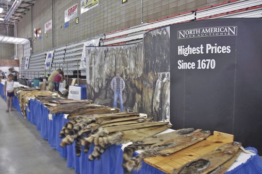 When fur prices are high, trappers put more effort into targeting coyote, fox, bobcat and other furbearing predators.
